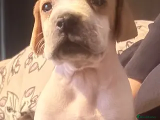 Pointer dogs Gorgeous English Pointer Puppies - Advert 1