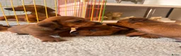 Miniature Dachshund dogs for sale: Miniature dachshund puppies  in Treharris - Advert 20