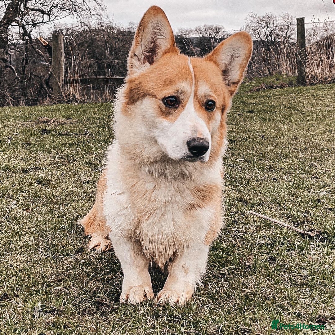Welsh Corgi Pembroke dogs for sale: Corgi  - Advert 1