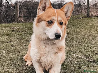 Welsh Corgi Pembroke dogs Corgi - Advert 3