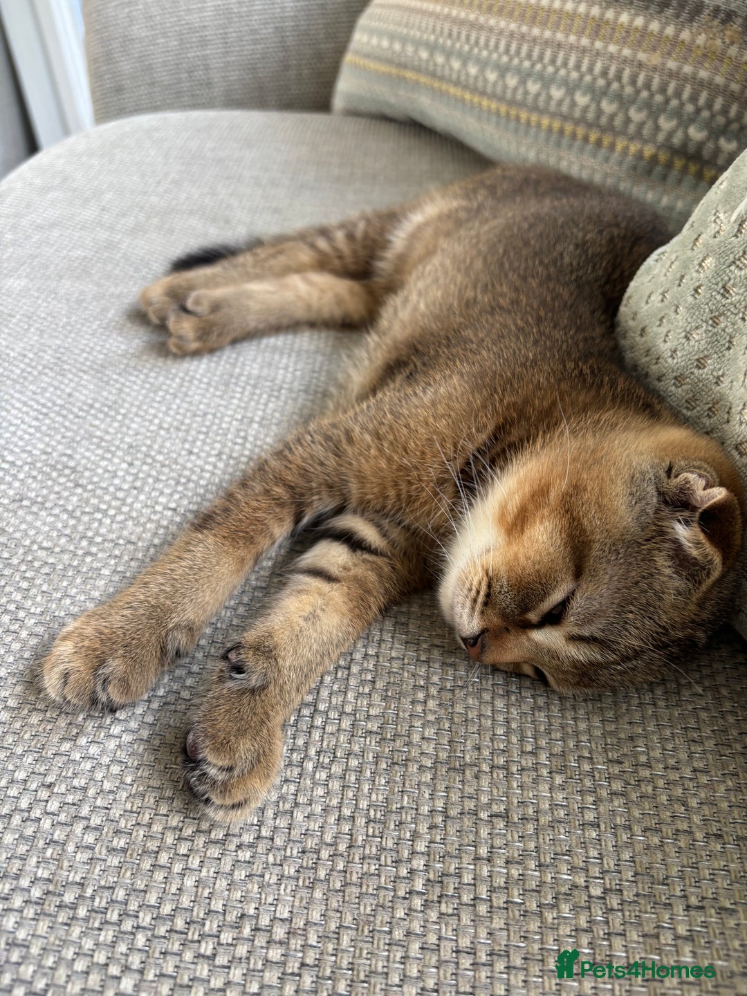 Scottish Fold cats for sale: Gorgeous girl looking for a new home  - Image 1