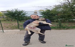 Mixed Breed dogs for adoption: HONEY !  a Lovely 3 LEGGED Boy - for a Loving Home - Image 22