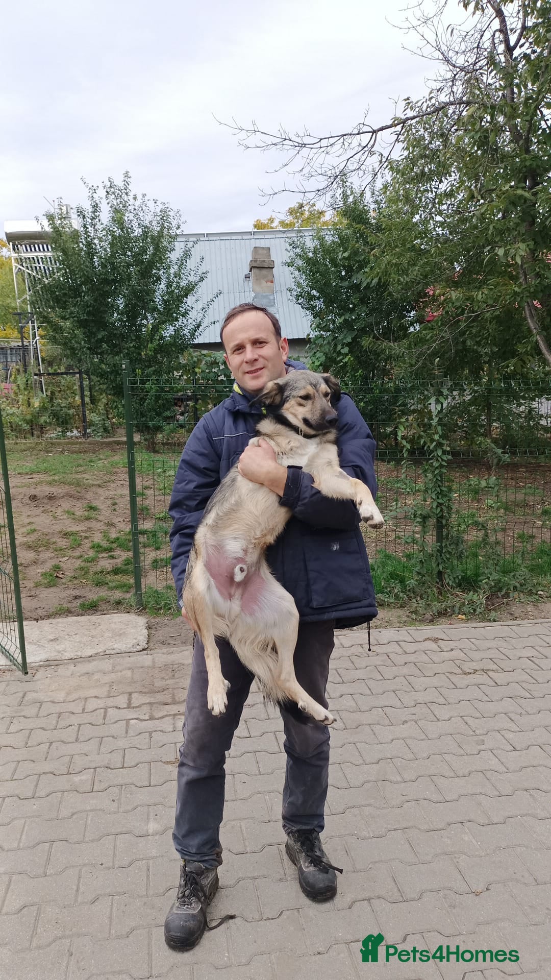 Mixed Breed dogs for adoption: HONEY !  a Lovely 3 LEGGED Boy - for a Loving Home - Advert 22