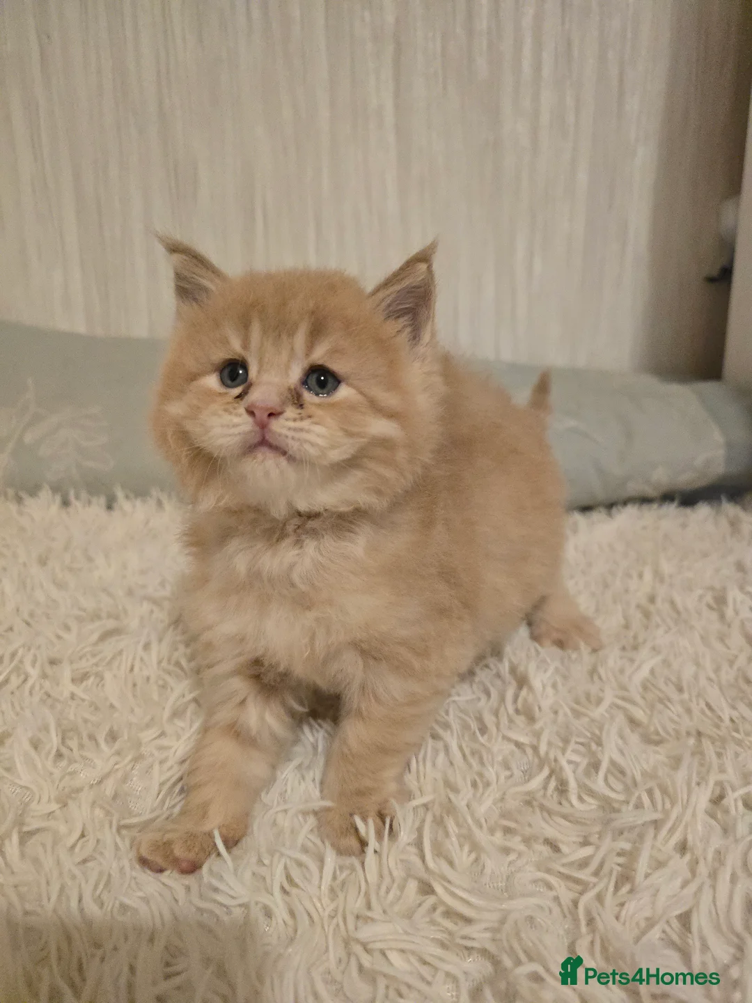 Maine Coon cats for stud: Maine Coon Large Red Tabby over 10kg in Hull - Advert 17