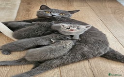 British Shorthair cats for sale: 🐾 Adorable Kittens Looking for Forever Homes 🐾 - Image 13