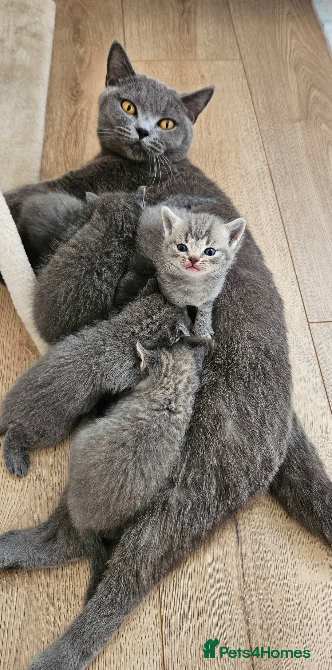 British Shorthair cats for sale: 🐾 Adorable Kittens Looking for Forever Homes 🐾 - Image 13