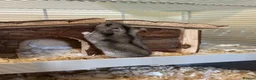 Hamster rodents for sale: Roborovski Hamster  in Wembley - Advert 5