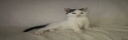 Mixed Breed cats for sale: Gorgeous fluffballs looking for loving homes - Advert 10