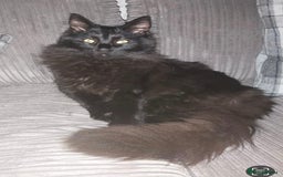 Maine Coon cats for sale: Maine Coon Male Kitten - Advert 4