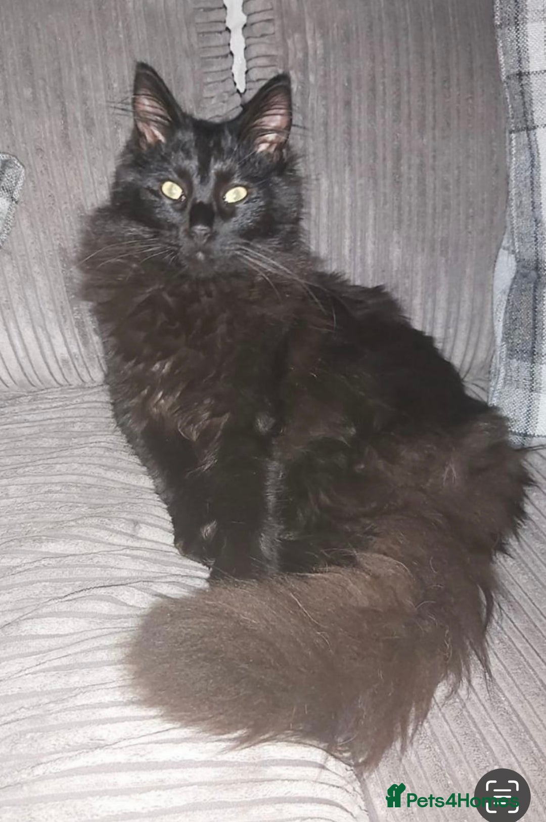 Maine Coon cats for sale: Maine Coon Male Kitten - Advert 4