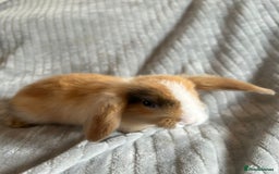 Mini Lop rabbits for sale: Mini Lop Bunnies - Image 5
