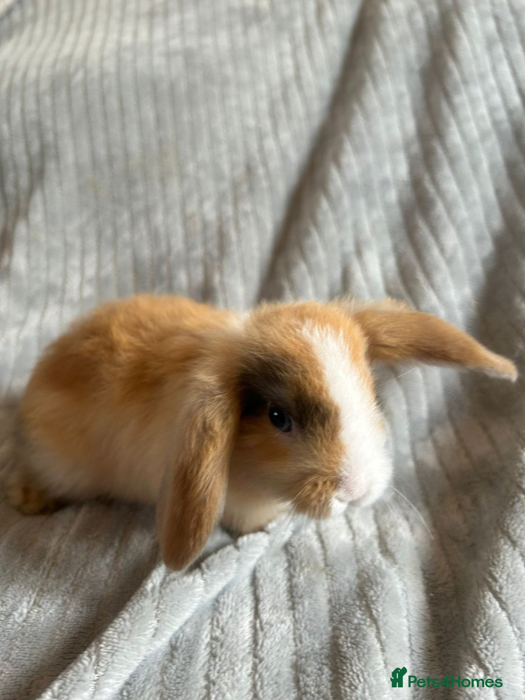 Mini Lop rabbits for sale: Mini Lop Bunnies - Image 5