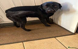 Labrador Retriever dogs for sale: Lovable 3 year old black Labrador Male  - Image 3