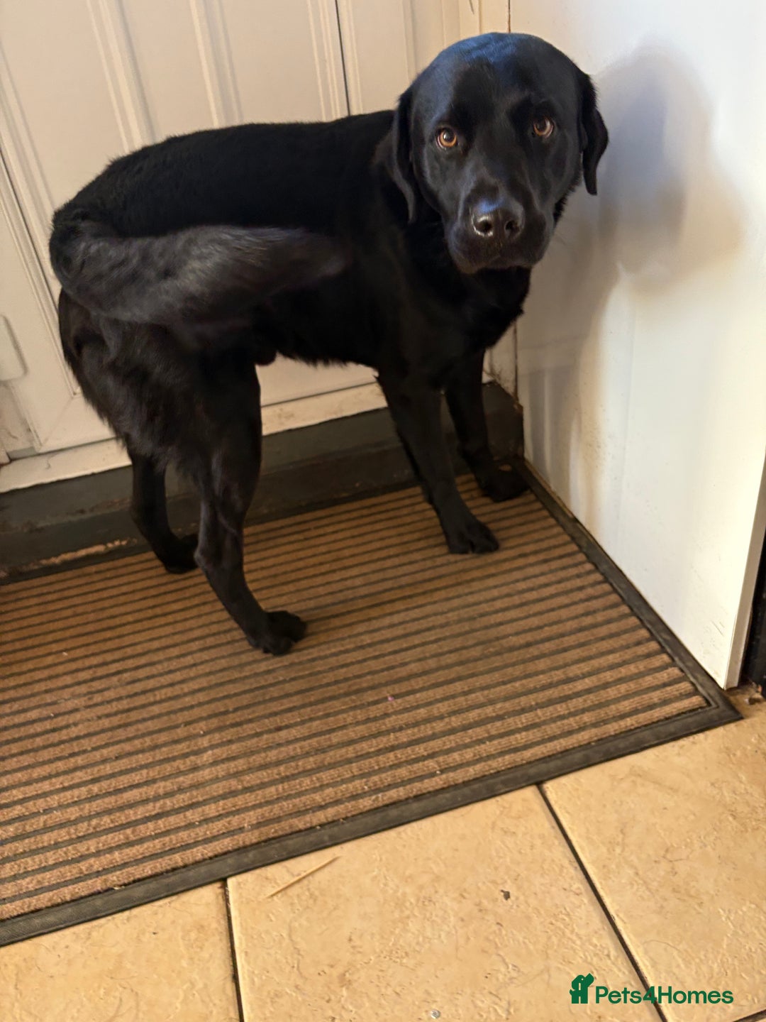 Labrador Retriever dogs for sale: Lovable 3 year old black Labrador Male  - Image 3
