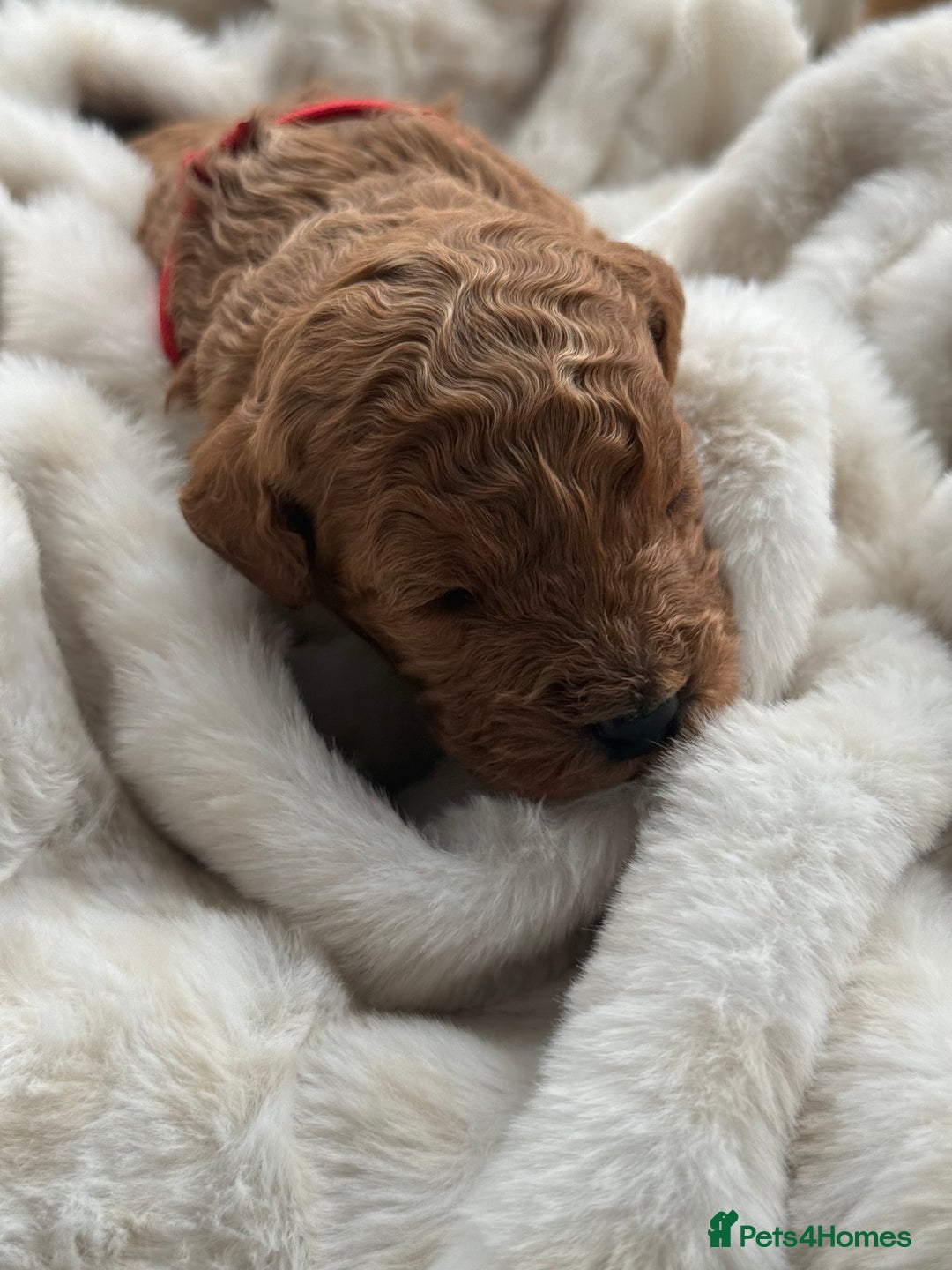 Cockapoo dogs for sale: Toy cockapoo - Advert 3