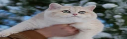 British Shorthair cats for stud: Exquisite blue golden import stud - Advert 3