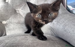 Mixed Breed cats for sale: 6 weeks old kittens - Image 6
