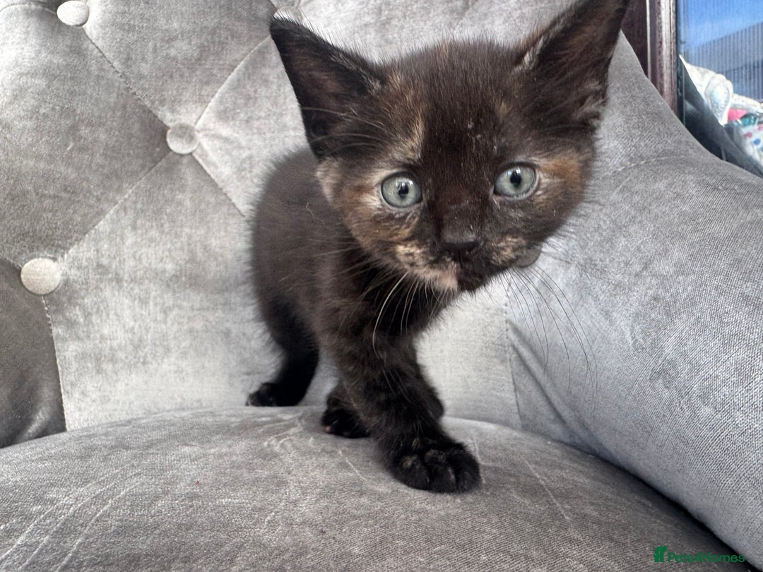 Mixed Breed cats for sale: 6 weeks old kittens - Image 6
