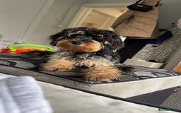 Cockapoo dogs for sale: 2year old cockapoo looking for forever home  - Image 4