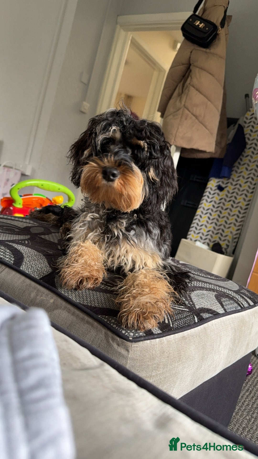 Cockapoo dogs for sale: 2year old cockapoo looking for forever home  - Image 4
