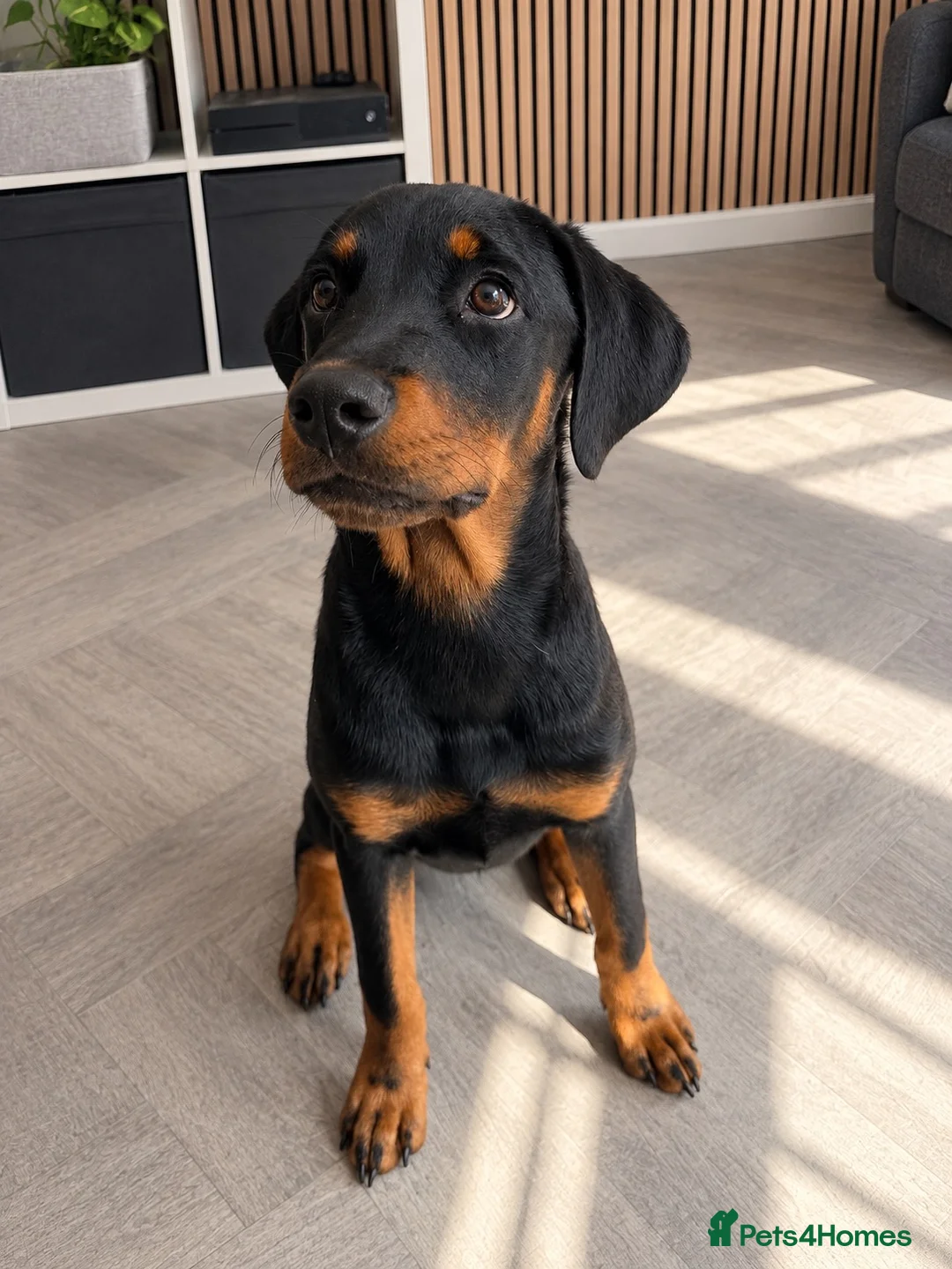 Mixed Breed dogs for sale: 7 month old puppy for sale  in Sutton-in-Ashfield - Advert 1