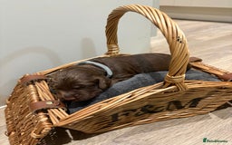 Cocker Spaniel dogs for sale: Beautiful working Cocker Spaniel puppies - Image 4