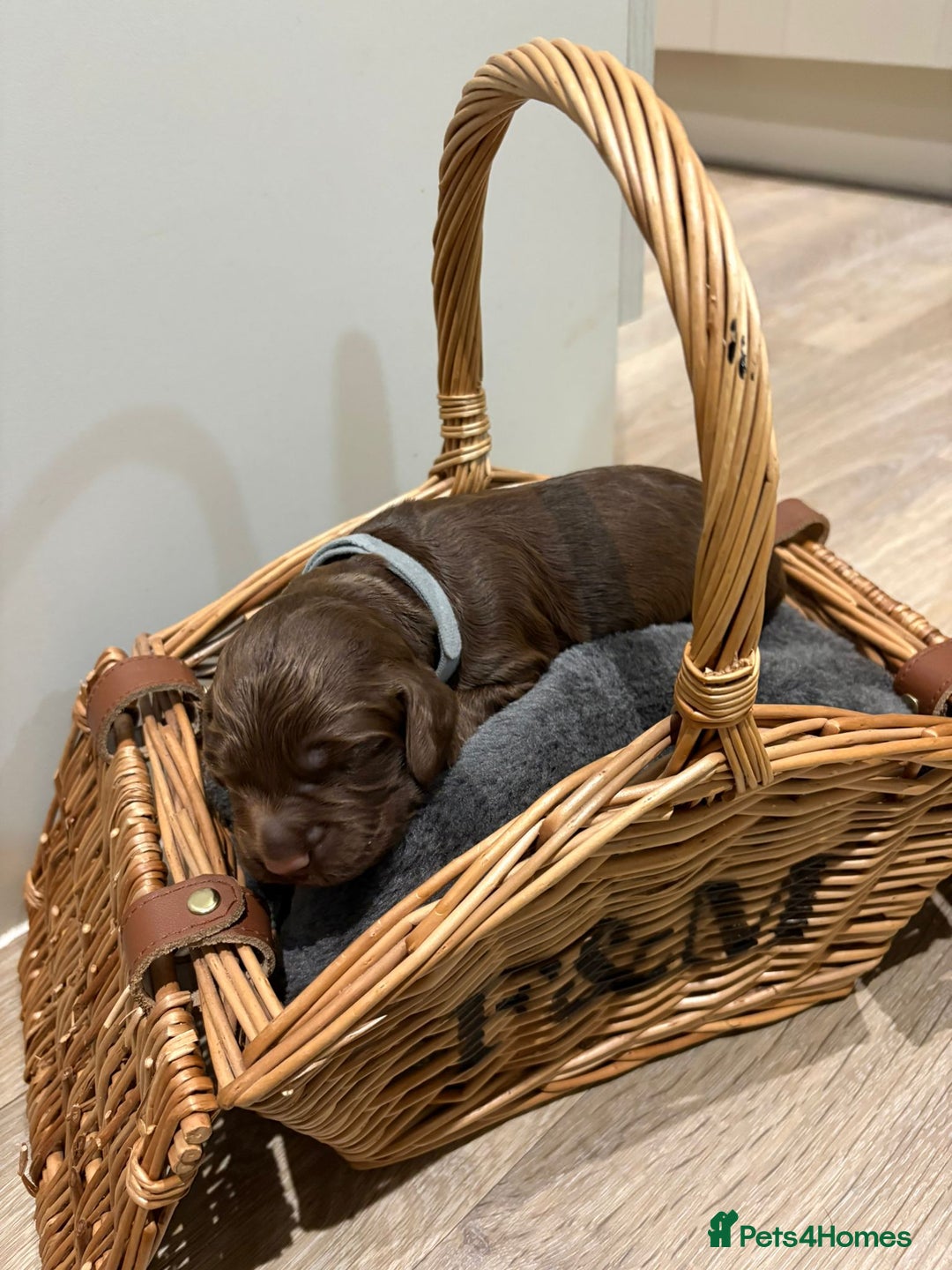 Cocker Spaniel dogs for sale: Beautiful working Cocker Spaniel puppies - Image 4