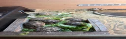 Tortoise reptiles for sale: Herman tortoises in Peacehaven - Advert 9