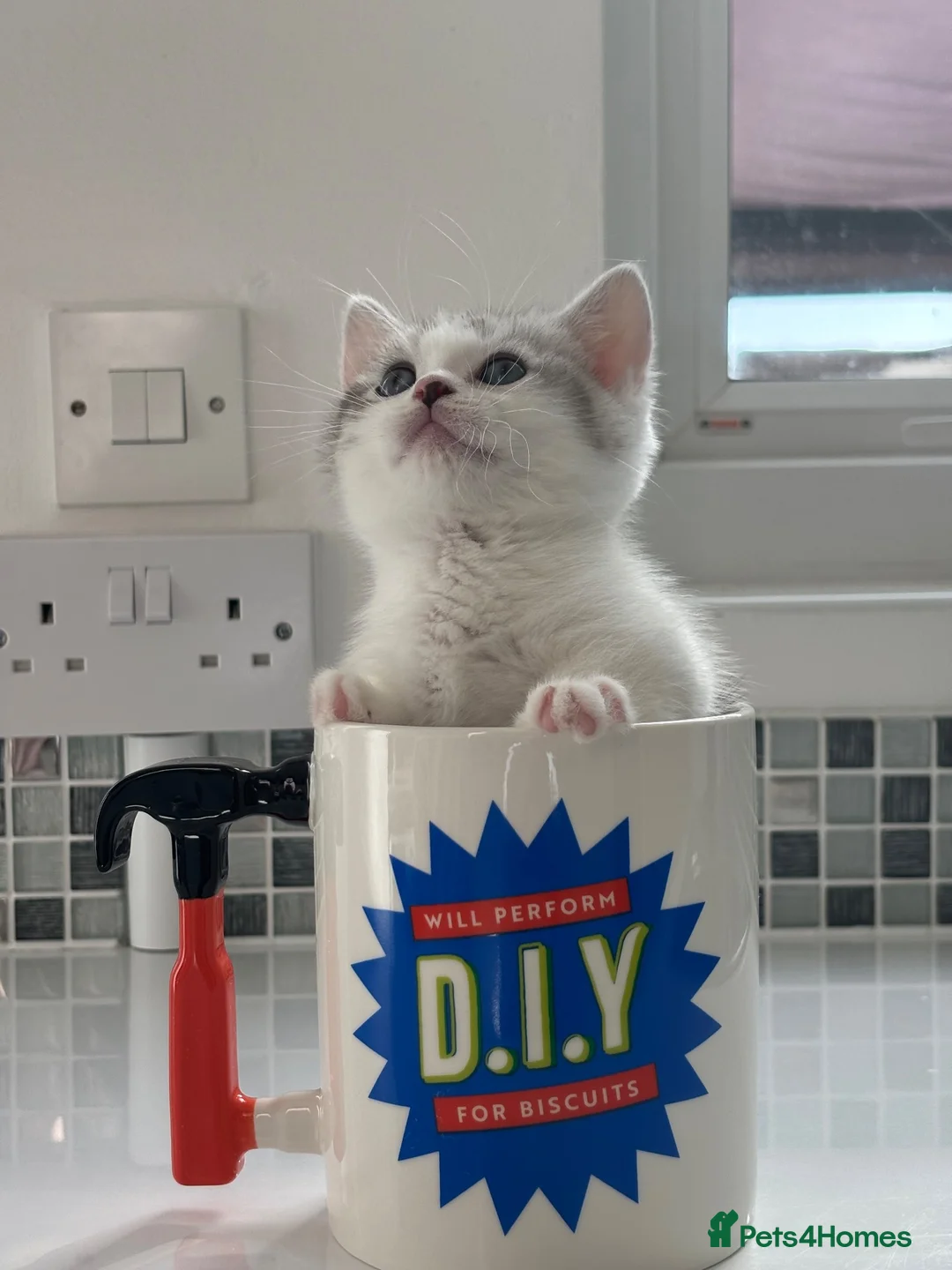 Munchkin cats for sale: ✨ **A tiny hug in a mug** ✨ - Advert 2
