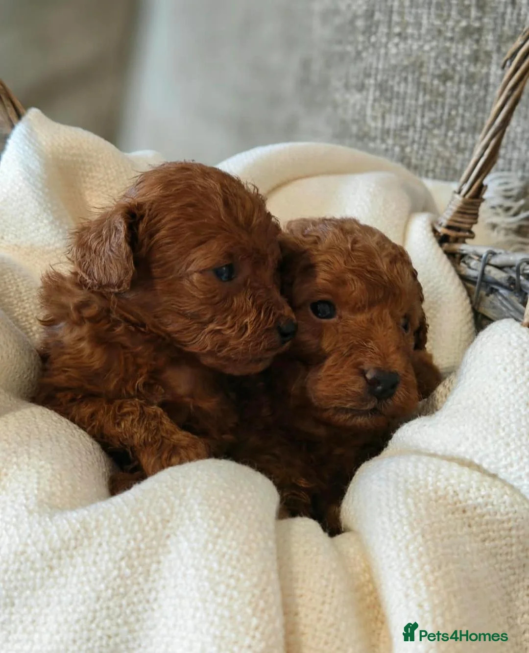 Toy Poodle dogs for sale: Tiny Toy Poodle Personalities, One Girl & One Girl - Advert 2