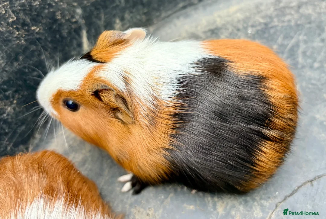 Guinea Pig rodents for sale: Guinea pigs for sale - Advert 4