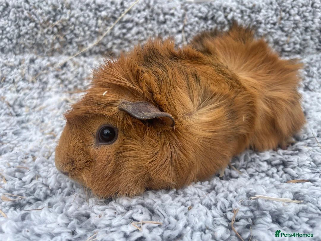 Guinea Pig rodents for sale: Two guinea pig girls for sale - Advert 2