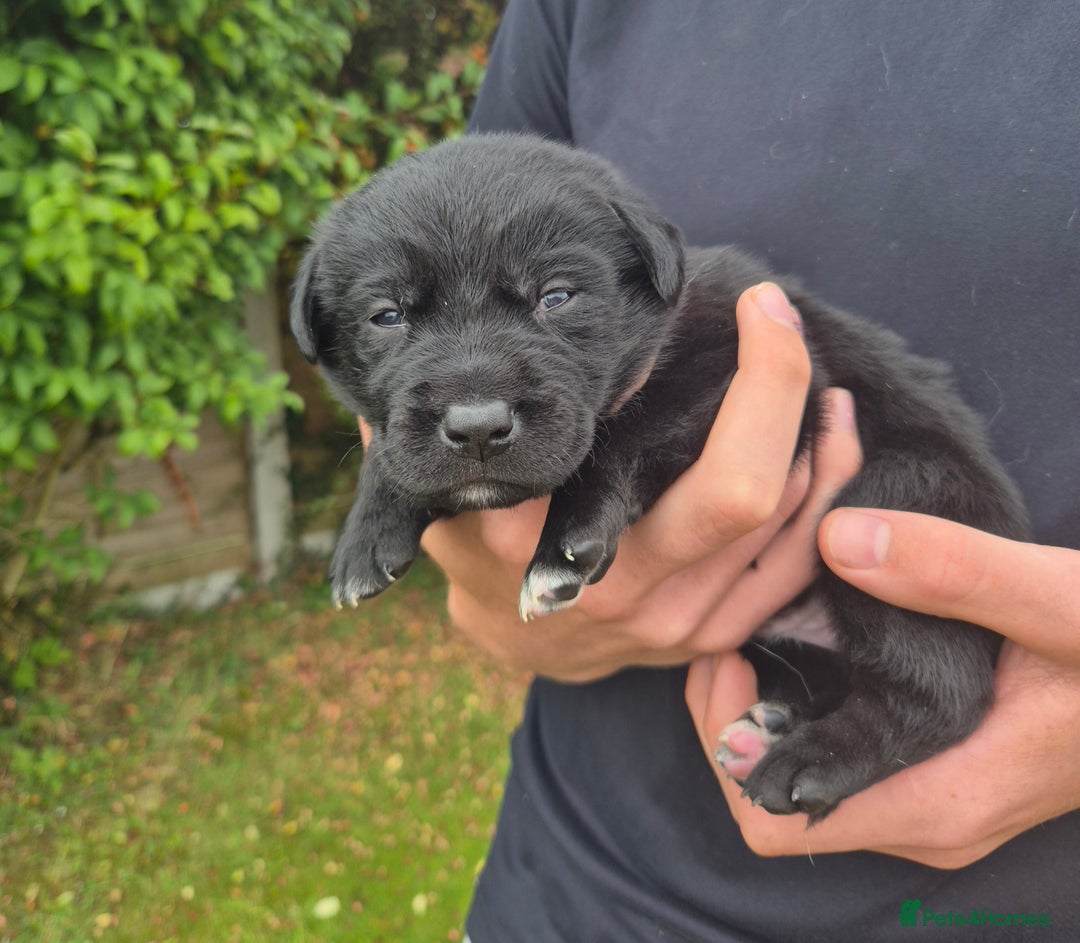 Labrador Retriever dogs for sale: Borador puppies! - Image 10