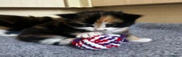 Mixed Breed cats for sale: Two Calico Kittens in Thame - Advert 3