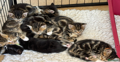 British Shorthair cats - Advert 16