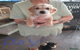 Mixed Breed dogs for sale: Dachshund x shih tzu puppies  - Image 5