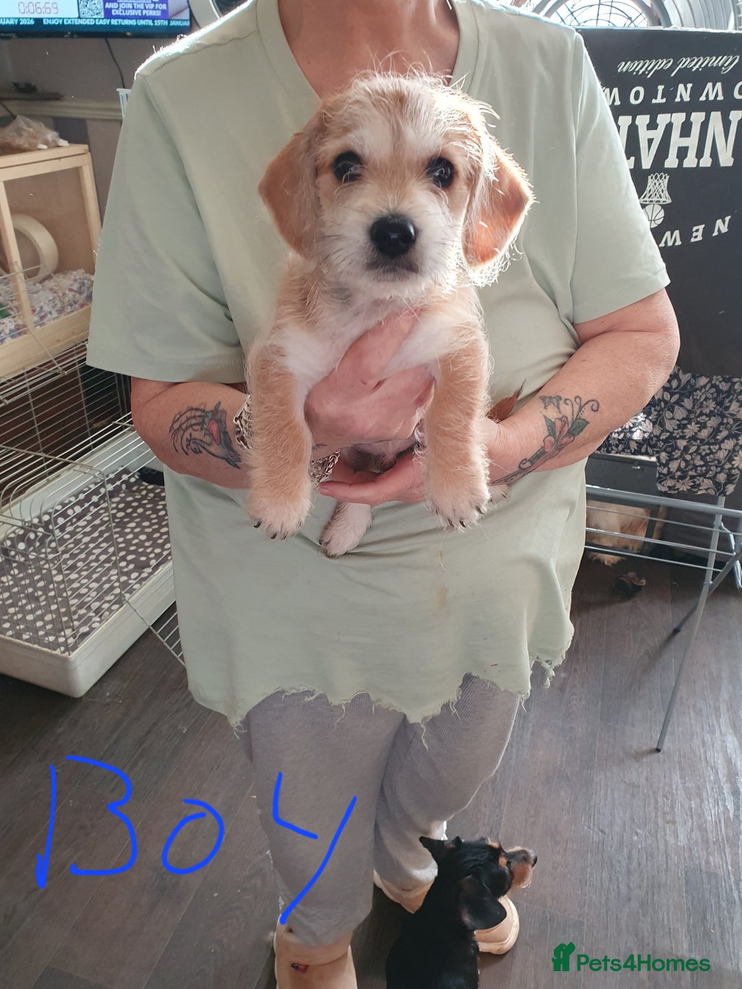 Mixed Breed dogs for sale: Dachshund x shih tzu puppies  - Image 5