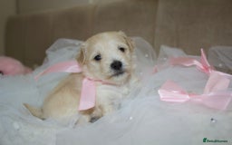 Maltipoo dogs for sale: F1 small Maltipoo puppies - Image 18