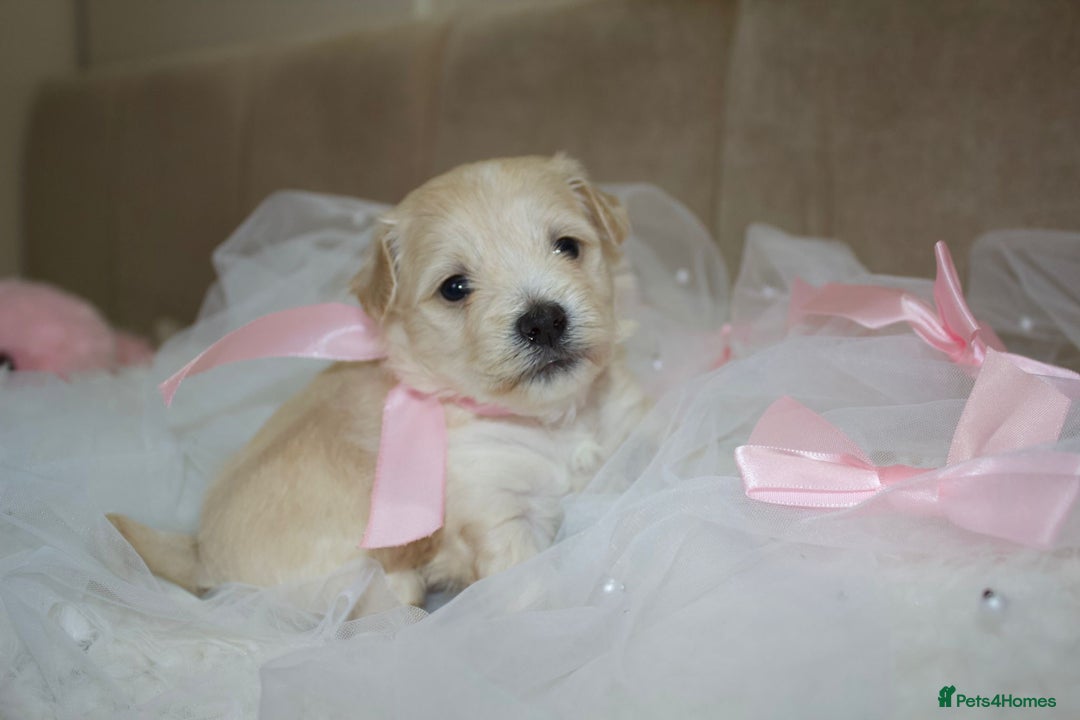 Maltipoo dogs for sale: F1 small Maltipoo puppies - Image 18