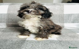Cockapoo dogs for sale: Beautiful cockapoos looking for forever homes  - Image 6