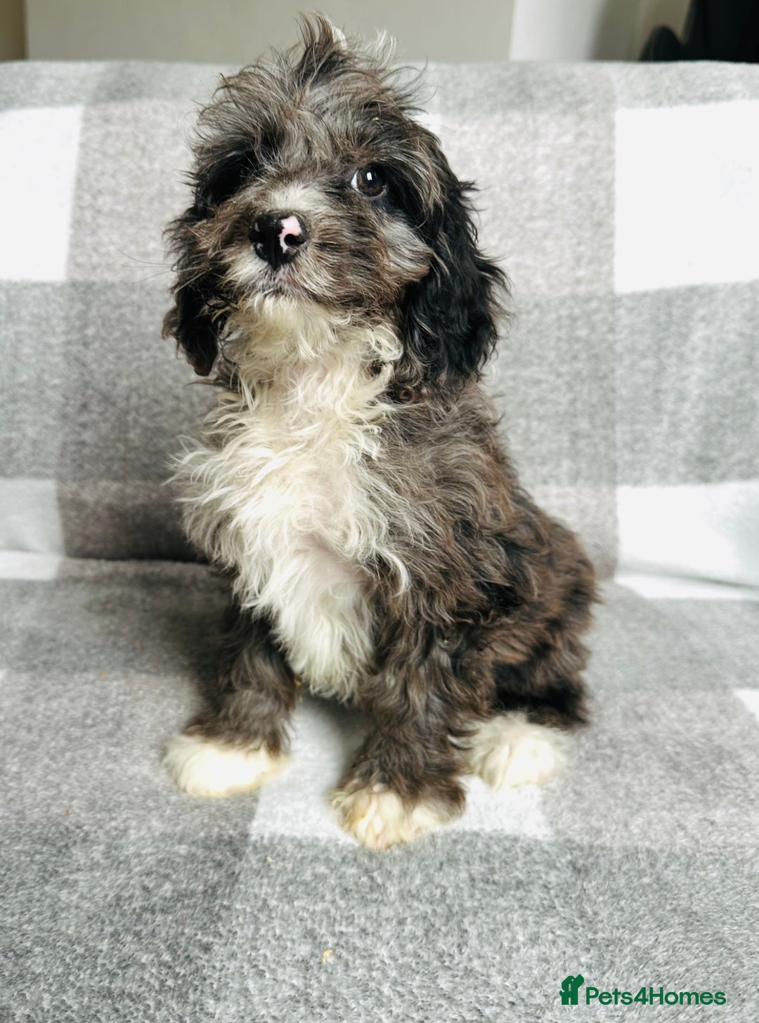 Cockapoo dogs for sale: Beautiful cockapoos looking for forever homes  - Image 6