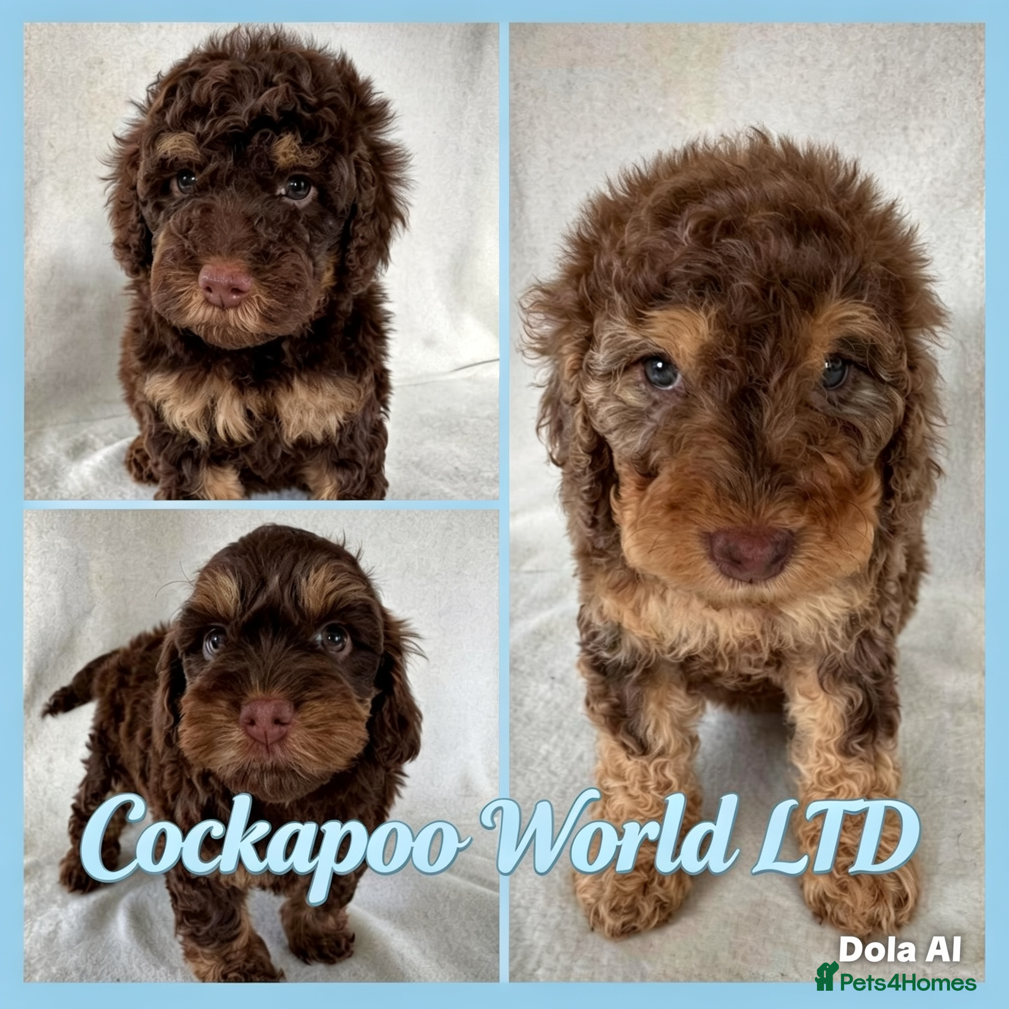 Cockapoo dogs DNA CLEAR, Beautiful Cockapoo Pups,Ready 5th June  - Advert 6