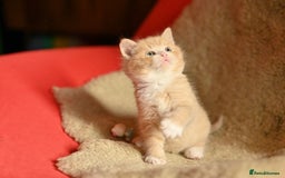 British Shorthair cats for sale: ⭐Rare Cream British Shorthair Boy ⭐  - Image 8