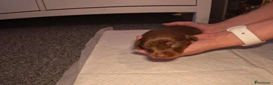 Miniature Dachshund Puppy 2