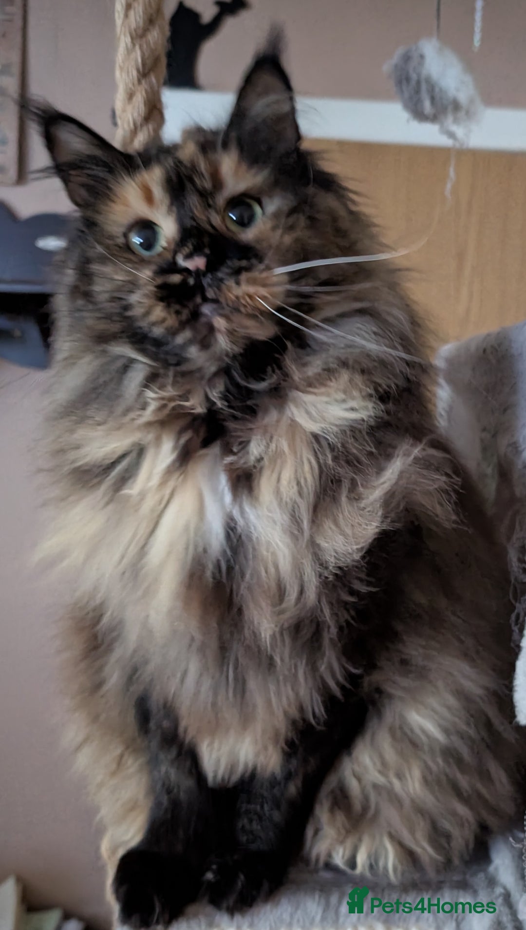 Maine Coon cats for sale: Gorgeous GCCF registered young female  - Advert 3