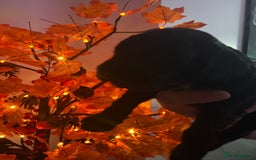 Sproodle dogs for sale: F2 Sproodle Puppies - Image 15