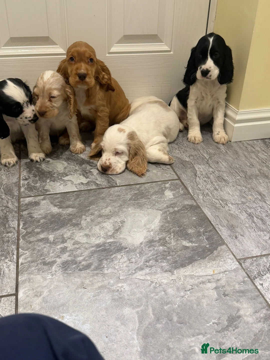 Cocker Spaniel dogs for sale: OUTSTANDING ADORABLE SHOW TYPE COCKER SPANIEL  - Advert 16