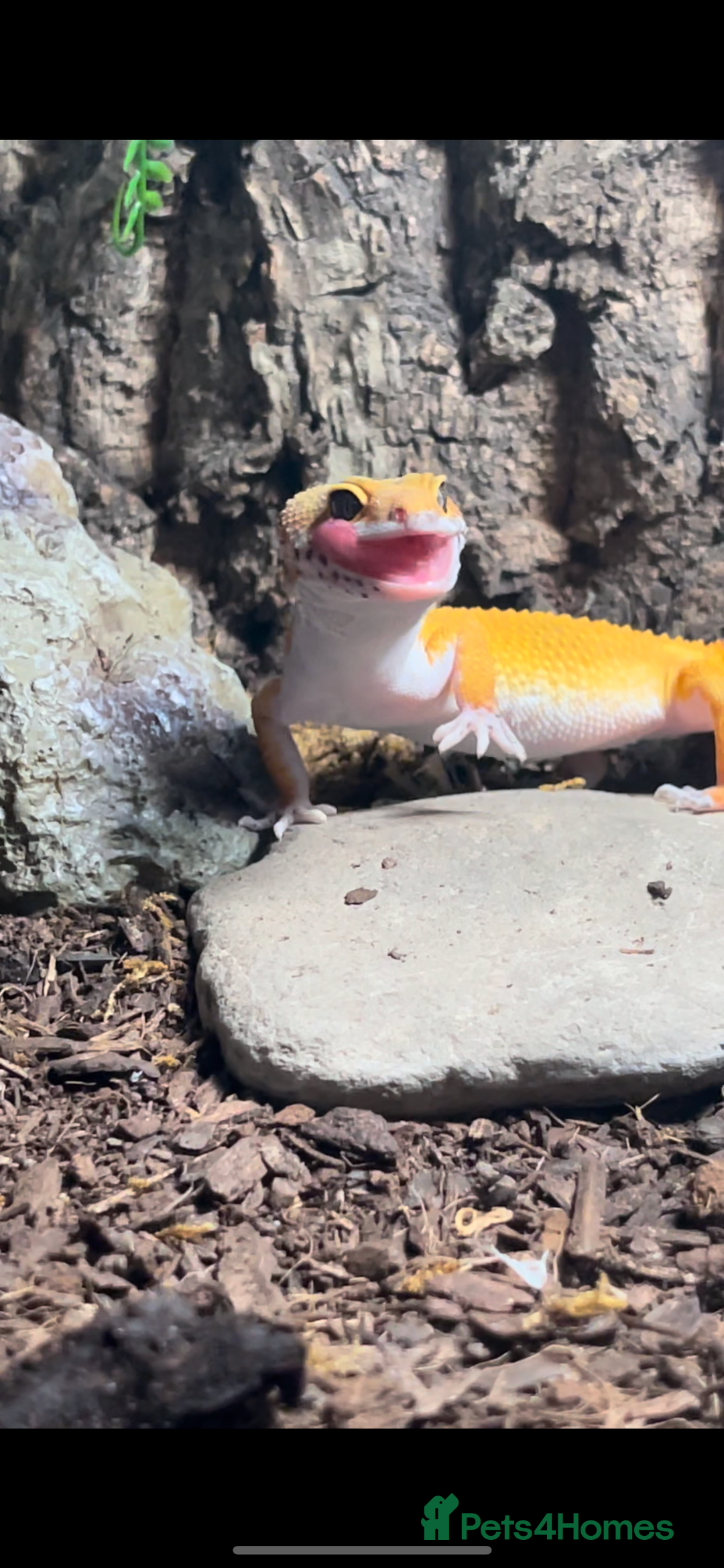 Leopard Gecko reptiles for sale: Leopard gecko tangerine hypo collection only  - Advert 3