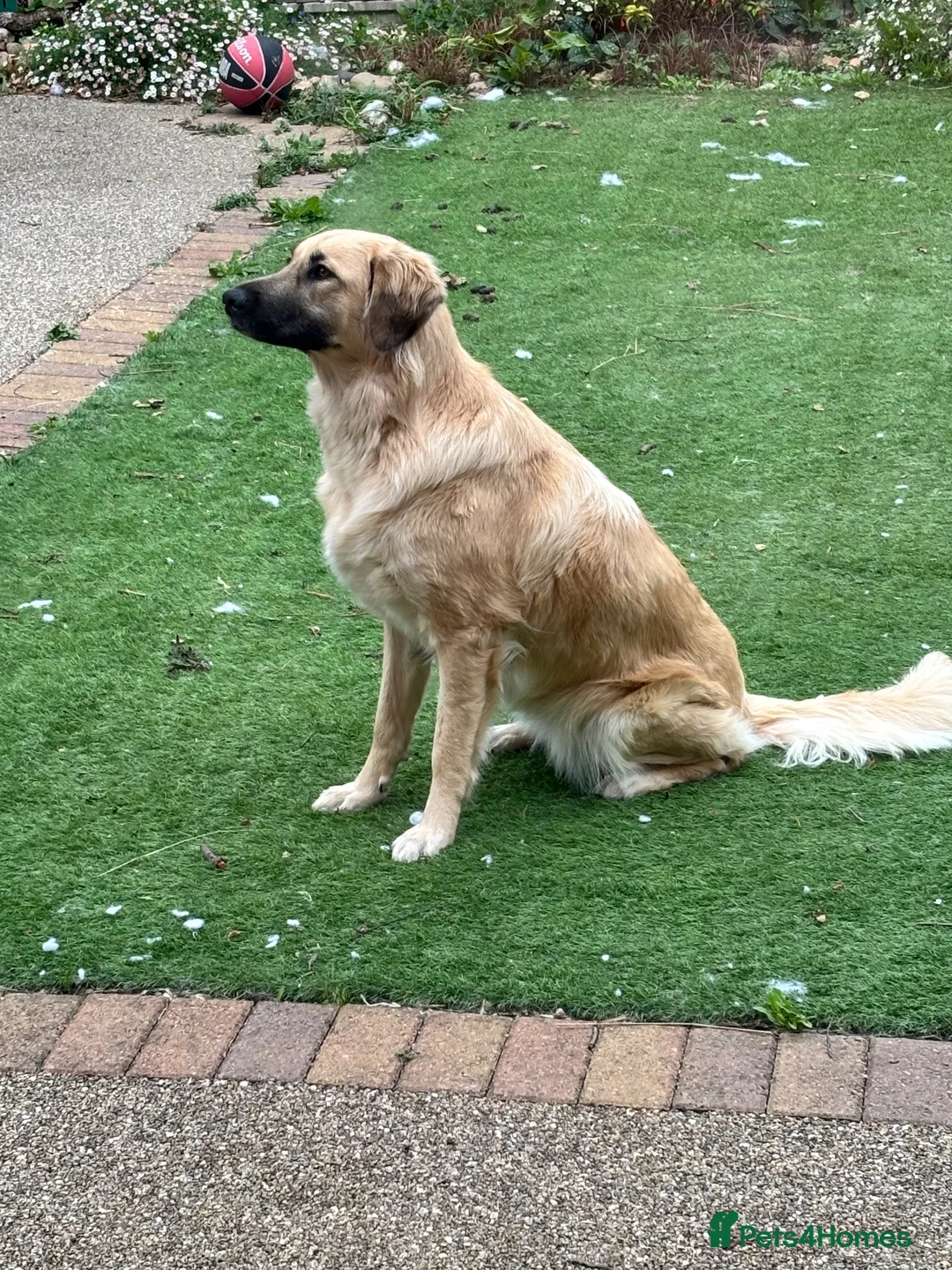 Mixed Breed dogs for sale: Dog for sale in Lee-on-the-Solent - Advert 2