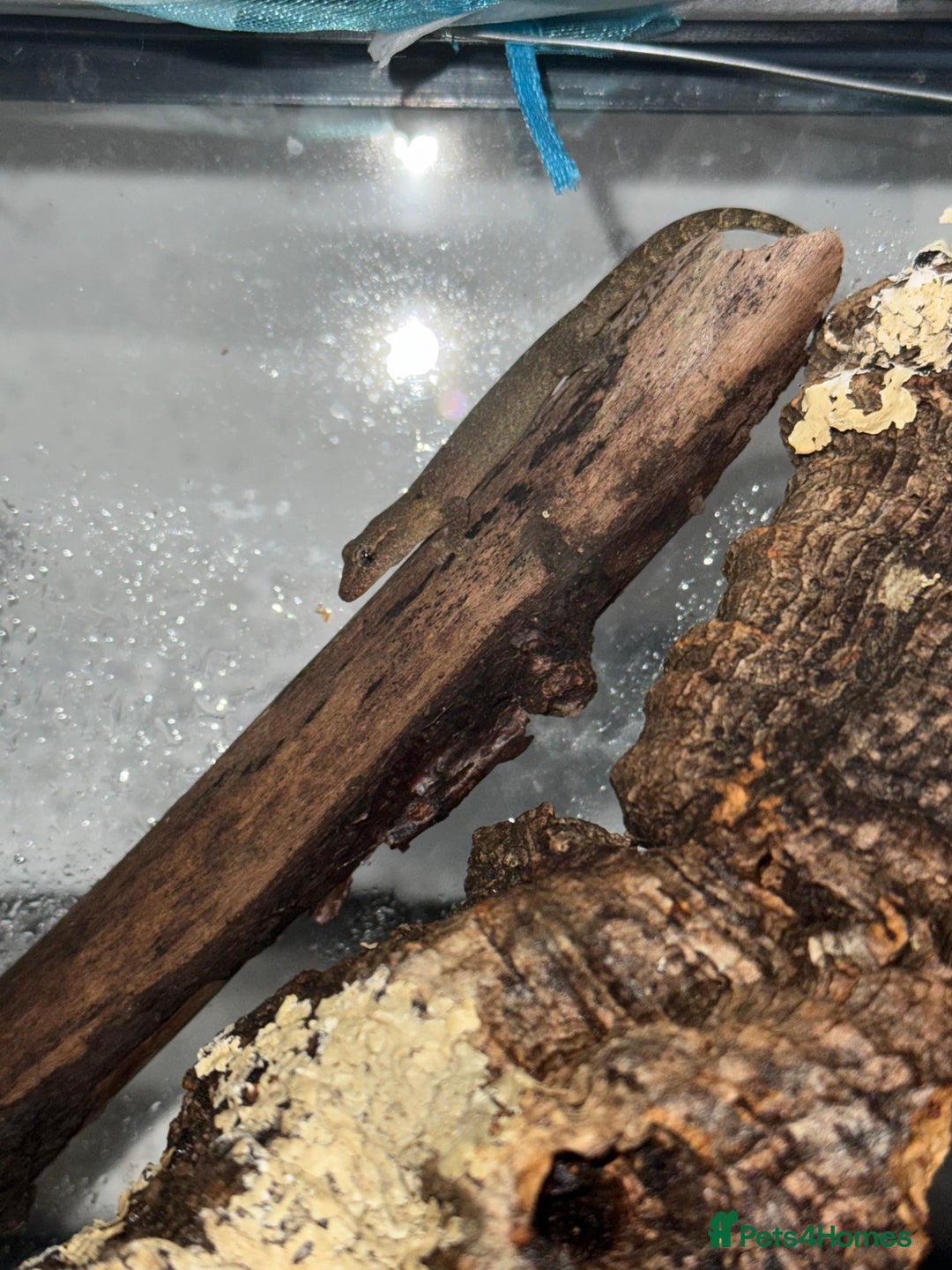 Gecko reptiles for sale: Mourning geckos - Image 2